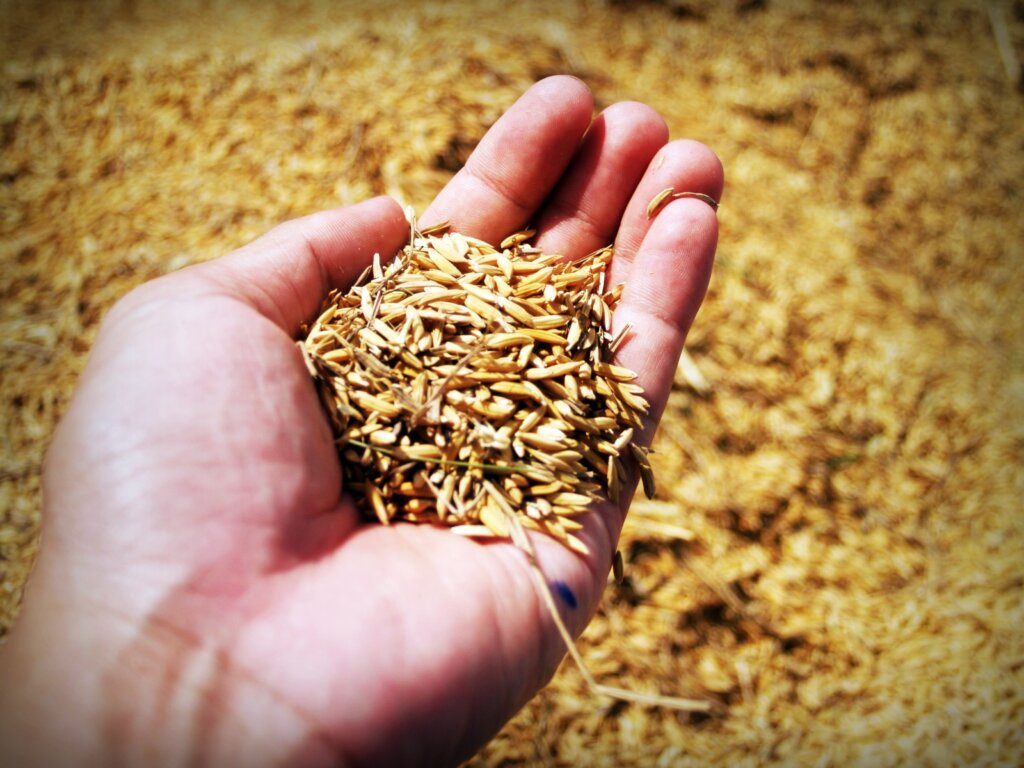 Oat straw