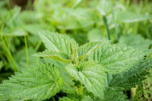Nettle leaf