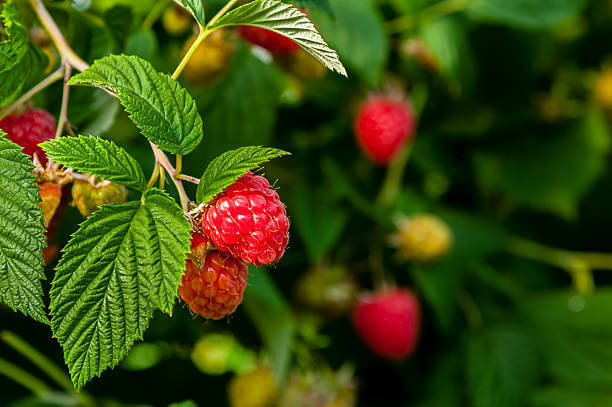 Raspberry plant