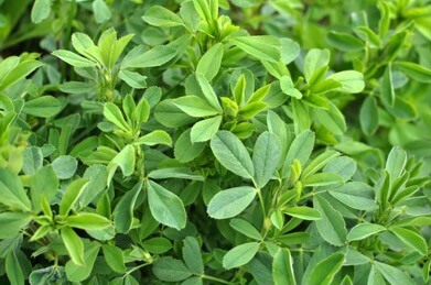 Alfalfa plant